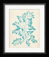Aquamarine Seaweed I Framed Print