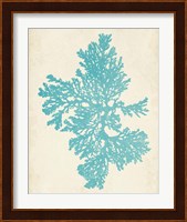 Aquamarine Seaweed II Fine Art Print