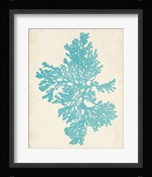 Aquamarine Seaweed II Framed Print