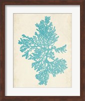 Aquamarine Seaweed II Fine Art Print