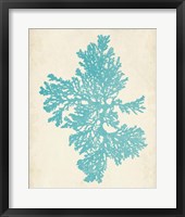 Aquamarine Seaweed II Framed Print