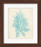 Aquamarine Seaweed III Fine Art Print