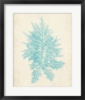 Aquamarine Seaweed III Framed Print