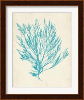 Aquamarine Seaweed IV Fine Art Print