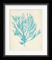 Aquamarine Seaweed IV Framed Print