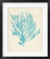 Aquamarine Seaweed IV Framed Print