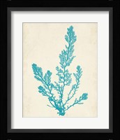 Aquamarine Seaweed VI Fine Art Print