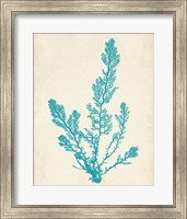 Aquamarine Seaweed VI Fine Art Print