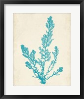 Aquamarine Seaweed VI Fine Art Print