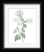 Soft Green Botanical II Fine Art Print