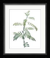 Soft Green Botanical III Fine Art Print
