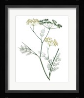 Soft Green Botanical IV Fine Art Print