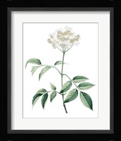 Soft Green Botanical VI Fine Art Print