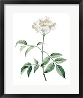 Soft Green Botanical VI Framed Print