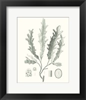 Sage Green Seaweed I Fine Art Print