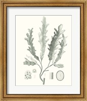 Sage Green Seaweed I Fine Art Print
