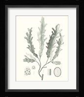 Sage Green Seaweed I Framed Print