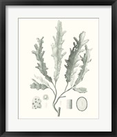 Sage Green Seaweed I Framed Print