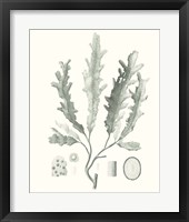 Sage Green Seaweed I Framed Print