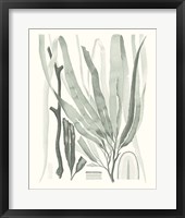 Sage Green Seaweed II Framed Print