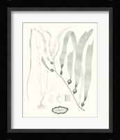 Sage Green Seaweed III Framed Print