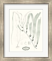 Sage Green Seaweed III Fine Art Print