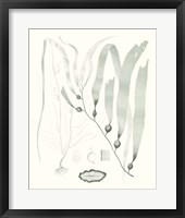Sage Green Seaweed III Framed Print