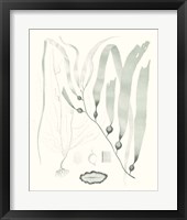 Sage Green Seaweed III Framed Print