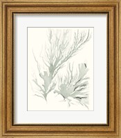 Sage Green Seaweed IV Fine Art Print