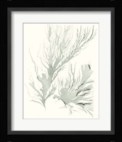 Sage Green Seaweed IV Framed Print