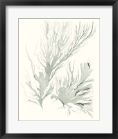 Sage Green Seaweed IV Framed Print
