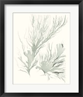 Sage Green Seaweed IV Framed Print