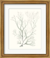 Sage Green Seaweed V Fine Art Print