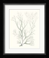 Sage Green Seaweed V Framed Print