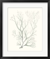 Sage Green Seaweed V Framed Print