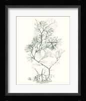 Sage Green Seaweed VI Fine Art Print