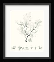 Sage Green Seaweed VII Framed Print