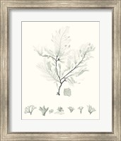 Sage Green Seaweed VII Fine Art Print