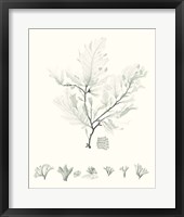 Sage Green Seaweed VII Framed Print