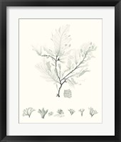 Sage Green Seaweed VII Framed Print