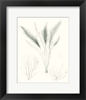 Sage Green Seaweed VIII Fine Art Print