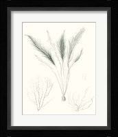 Sage Green Seaweed VIII Framed Print