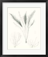 Sage Green Seaweed VIII Framed Print