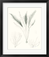 Sage Green Seaweed VIII Framed Print