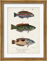 Antique Fish Trio I Fine Art Print