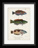 Antique Fish Trio I Fine Art Print