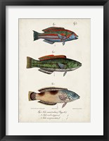 Antique Fish Trio I Fine Art Print