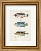 Antique Fish Trio II Fine Art Print