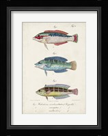Antique Fish Trio II Fine Art Print