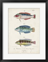 Antique Fish Trio II Fine Art Print